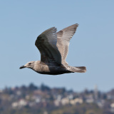 Seagull