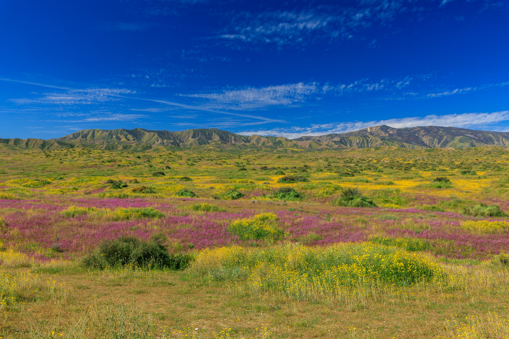 Superbloom at the Carrizo Plain National Monument in California. Taken a few weeks ago.

So beautiful but also very remote.

#Superbloom #California #Nature #Travel #Photography #LEEfilters @leefilters